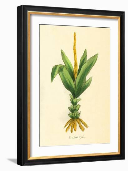 Plants, Alpinia Galanga-null-Framed Art Print