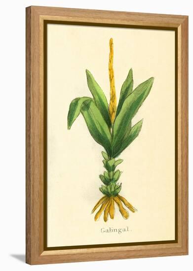 Plants, Alpinia Galanga-null-Framed Stretched Canvas