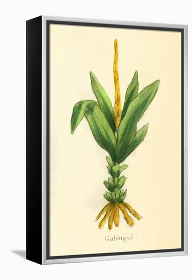 Plants, Alpinia Galanga-null-Framed Stretched Canvas