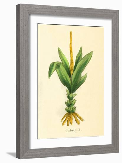 Plants, Alpinia Galanga-null-Framed Premium Giclee Print