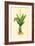 Plants, Alpinia Galanga-null-Framed Premium Giclee Print