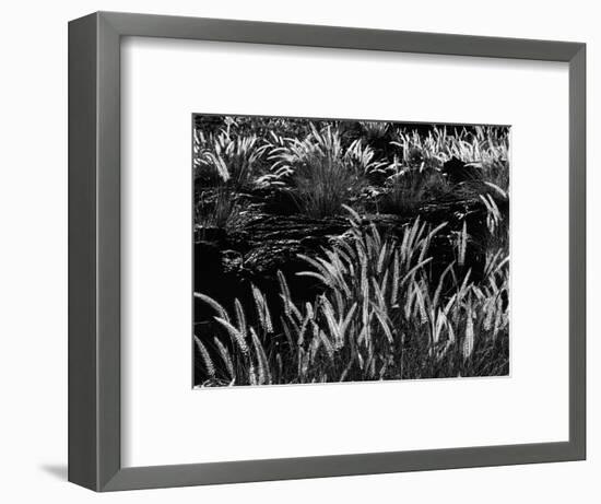 Plants and Lava, Hawaii, 1980-Brett Weston-Framed Photographic Print