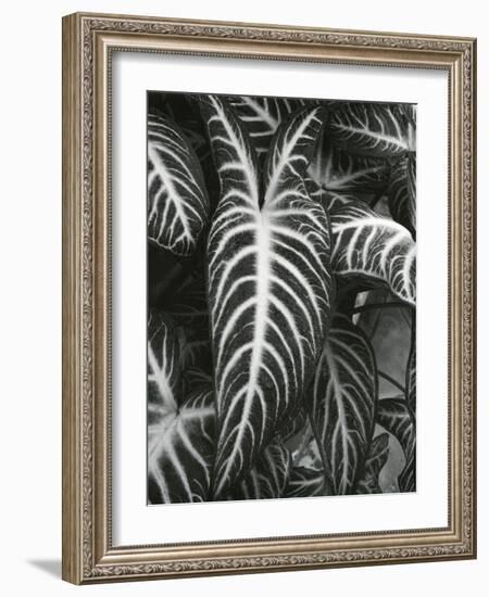 Plants and Leaves, c. 1985-Brett Weston-Framed Photographic Print