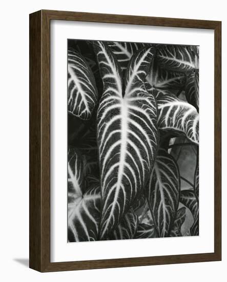 Plants and Leaves, c. 1985-Brett Weston-Framed Photographic Print