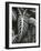 Plants and Leaves, c. 1985-Brett Weston-Framed Photographic Print