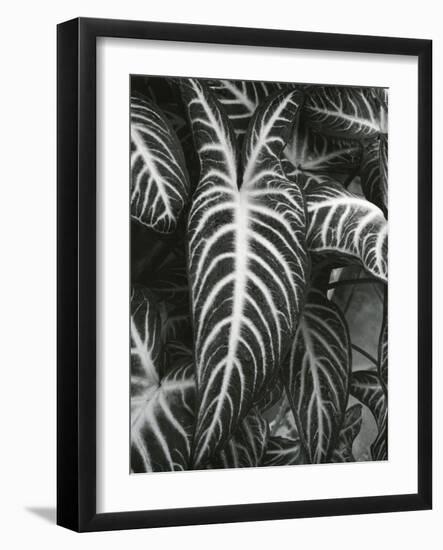 Plants and Leaves, c. 1985-Brett Weston-Framed Photographic Print