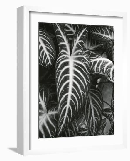 Plants and Leaves, c. 1985-Brett Weston-Framed Photographic Print