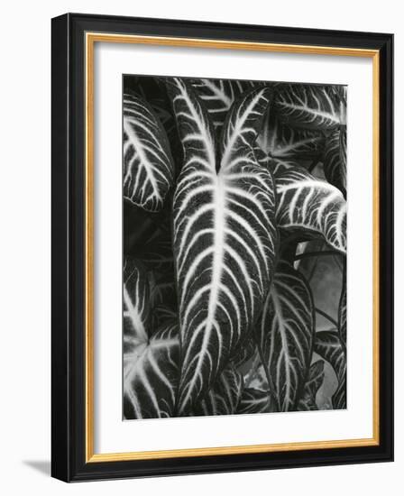 Plants and Leaves, c. 1985-Brett Weston-Framed Photographic Print