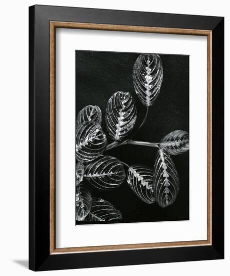 Plants and Leaves, Hawaii, c.1980-Brett Weston-Framed Photographic Print