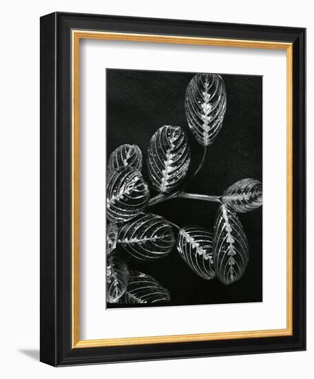 Plants and Leaves, Hawaii, c.1980-Brett Weston-Framed Photographic Print