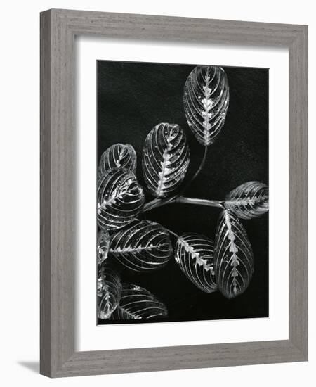 Plants and Leaves, Hawaii, c.1980-Brett Weston-Framed Photographic Print