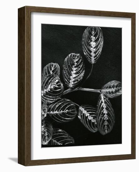 Plants and Leaves, Hawaii, c.1980-Brett Weston-Framed Photographic Print