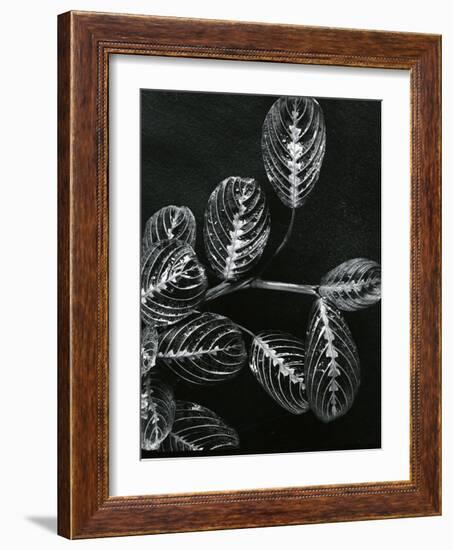 Plants and Leaves, Hawaii, c.1980-Brett Weston-Framed Photographic Print