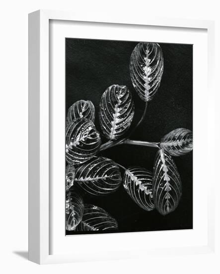 Plants and Leaves, Hawaii, c.1980-Brett Weston-Framed Photographic Print