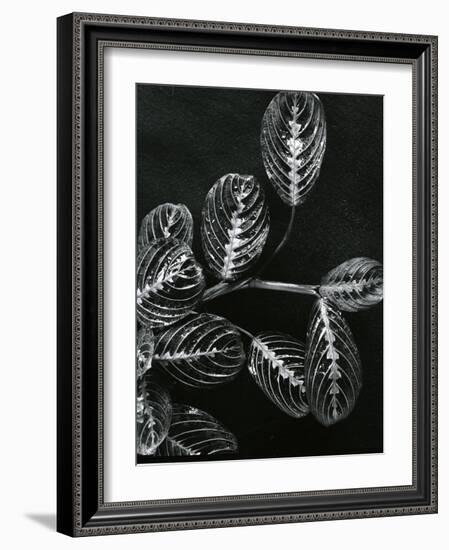 Plants and Leaves, Hawaii, c.1980-Brett Weston-Framed Photographic Print