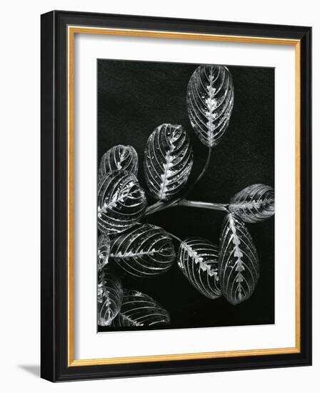 Plants and Leaves, Hawaii, c.1980-Brett Weston-Framed Photographic Print
