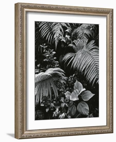 Plants and Leaves, Hawaii, c. 1985-Brett Weston-Framed Photographic Print
