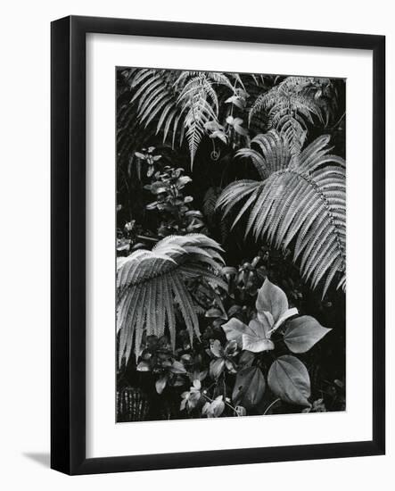 Plants and Leaves, Hawaii, c. 1985-Brett Weston-Framed Photographic Print