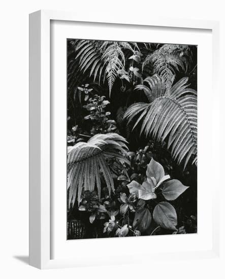 Plants and Leaves, Hawaii, c. 1985-Brett Weston-Framed Photographic Print