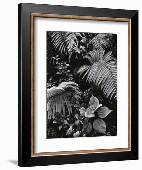 Plants and Leaves, Hawaii, c. 1985-Brett Weston-Framed Photographic Print