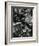 Plants and Leaves, Hawaii, c. 1985-Brett Weston-Framed Photographic Print