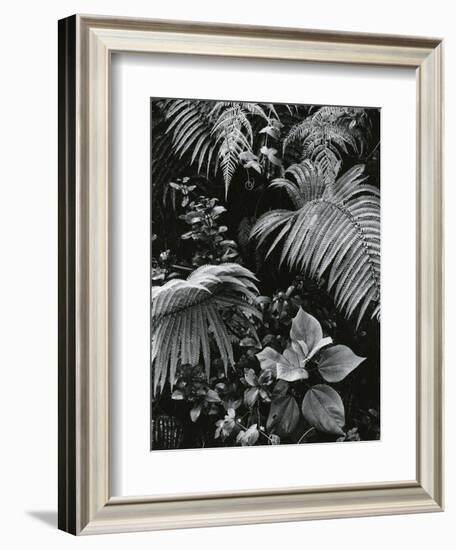 Plants and Leaves, Hawaii, c. 1985-Brett Weston-Framed Photographic Print