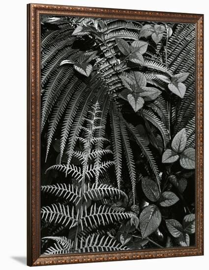 Plants and Leaves, Hawaii, c. 1985-Brett Weston-Framed Photographic Print