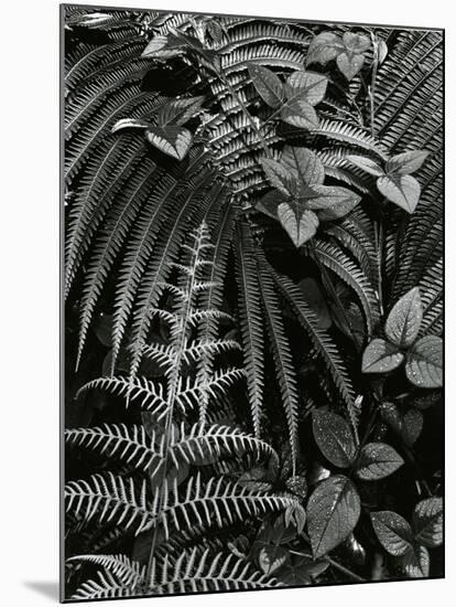 Plants and Leaves, Hawaii, c. 1985-Brett Weston-Mounted Premium Photographic Print