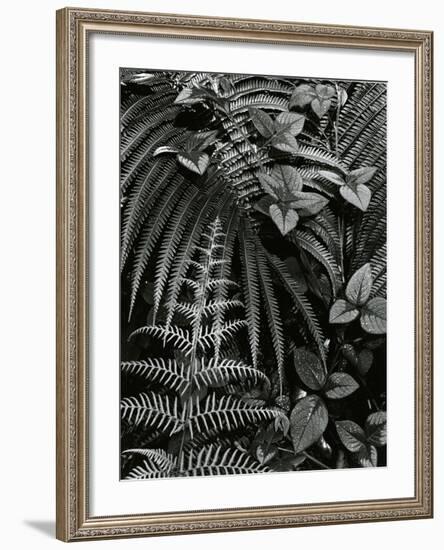 Plants and Leaves, Hawaii, c. 1985-Brett Weston-Framed Photographic Print