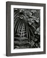 Plants and Leaves, Hawaii, c. 1985-Brett Weston-Framed Photographic Print