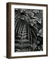 Plants and Leaves, Hawaii, c. 1985-Brett Weston-Framed Photographic Print