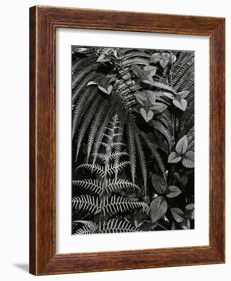 Plants and Leaves, Hawaii, c. 1985-Brett Weston-Framed Photographic Print