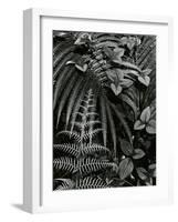 Plants and Leaves, Hawaii, c. 1985-Brett Weston-Framed Photographic Print