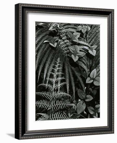 Plants and Leaves, Hawaii, c. 1985-Brett Weston-Framed Photographic Print