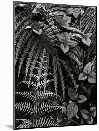 Plants and Leaves, Hawaii, c. 1985-Brett Weston-Mounted Premium Photographic Print