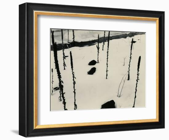 Plants and Snow, Nevada, 1953-Brett Weston-Framed Photographic Print