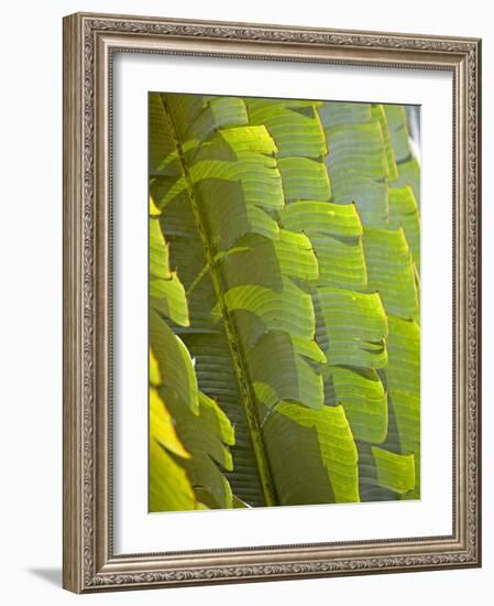 Plants and Vegetation of the Crocker Range Rainforest in Sabah, Borneo-Mark Hannaford-Framed Photographic Print