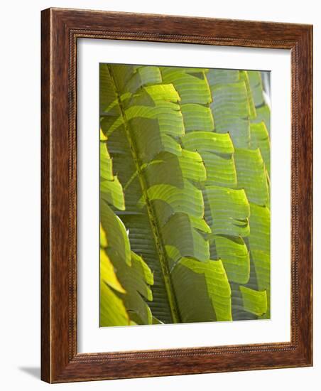 Plants and Vegetation of the Crocker Range Rainforest in Sabah, Borneo-Mark Hannaford-Framed Photographic Print