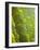 Plants and Vegetation of the Crocker Range Rainforest in Sabah, Borneo-Mark Hannaford-Framed Photographic Print