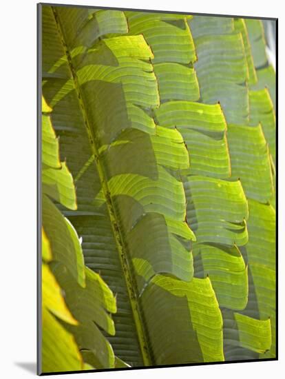 Plants and Vegetation of the Crocker Range Rainforest in Sabah, Borneo-Mark Hannaford-Mounted Photographic Print