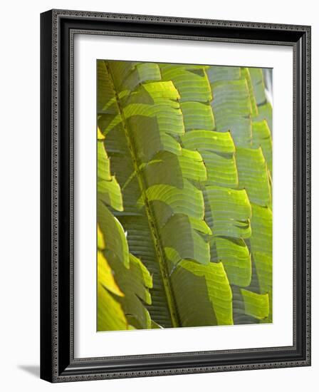 Plants and Vegetation of the Crocker Range Rainforest in Sabah, Borneo-Mark Hannaford-Framed Photographic Print