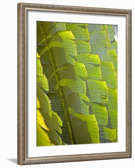 Plants and Vegetation of the Crocker Range Rainforest in Sabah, Borneo-Mark Hannaford-Framed Photographic Print