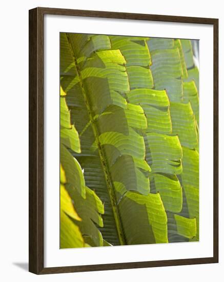 Plants and Vegetation of the Crocker Range Rainforest in Sabah, Borneo-Mark Hannaford-Framed Photographic Print