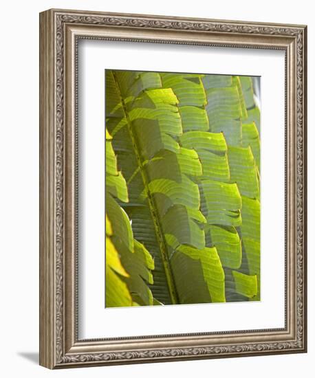 Plants and Vegetation of the Crocker Range Rainforest in Sabah, Borneo-Mark Hannaford-Framed Photographic Print