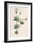 Plants, Asperula Odorata-F Edward Hulme-Framed Art Print