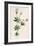Plants, Asperula Odorata-F Edward Hulme-Framed Art Print
