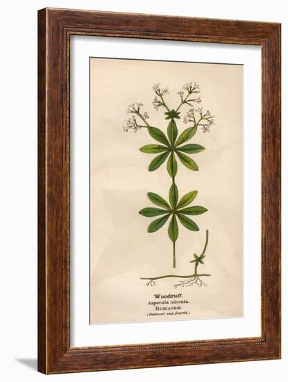 Plants, Asperula Odorata-Mabel E Step-Framed Art Print