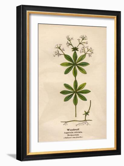 Plants, Asperula Odorata-Mabel E Step-Framed Art Print