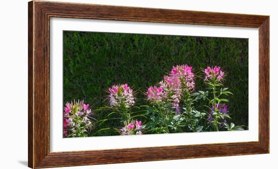 Plants at a garden, Niagara Parks School Of Horticulture, Niagara Falls, Ontario, Canada-null-Framed Photographic Print