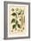 Plants, Betula Alba-null-Framed Art Print